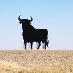 Torro