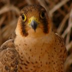 Wüstenfalke