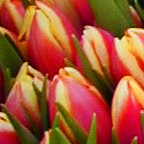 These Tulips in a shop are tho only one we have seen